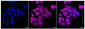 KD-Validated Anti-BAG cochaperone 3 Rabbit Monoclonal Antibody
